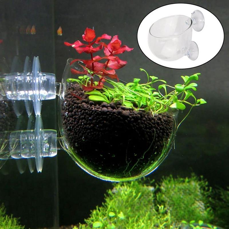 Aquarium Planted Seeds - Aquarium Plant Pot Glass Cylinder Cup