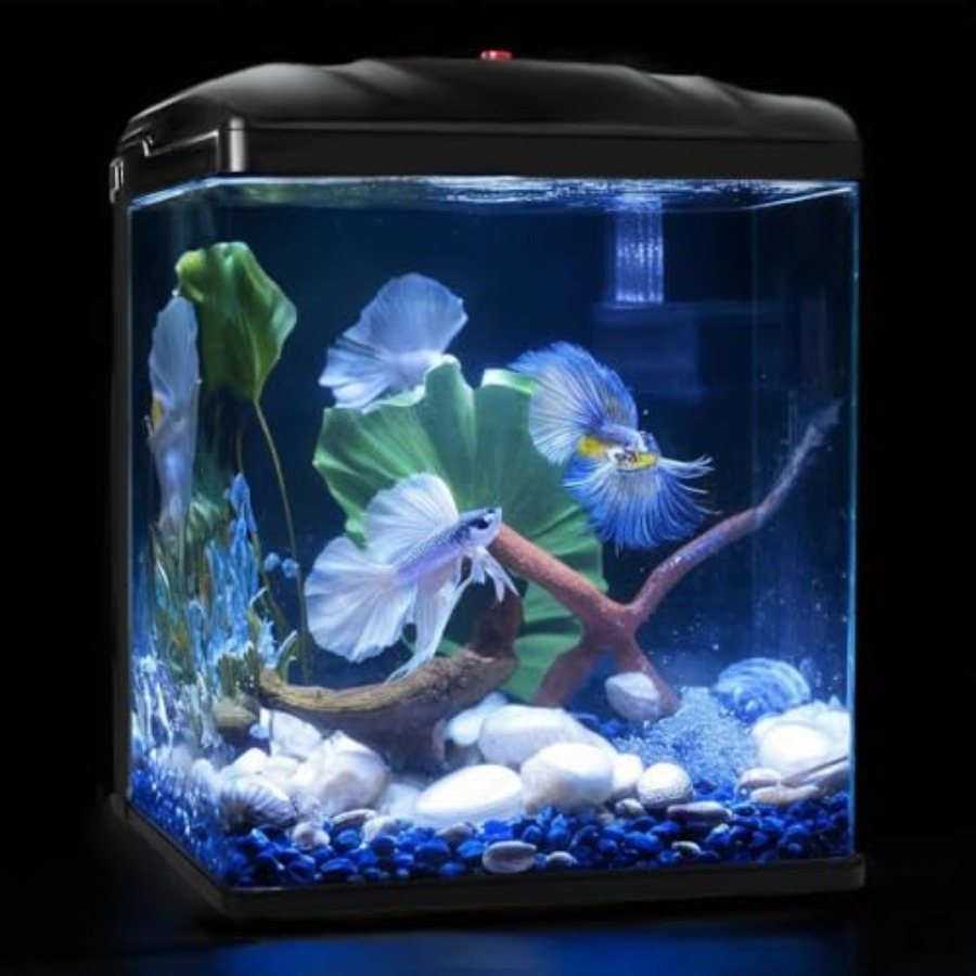 Planted Aquarium Starter Kit - Small Fish Tank, Glass Aquarium, Betta