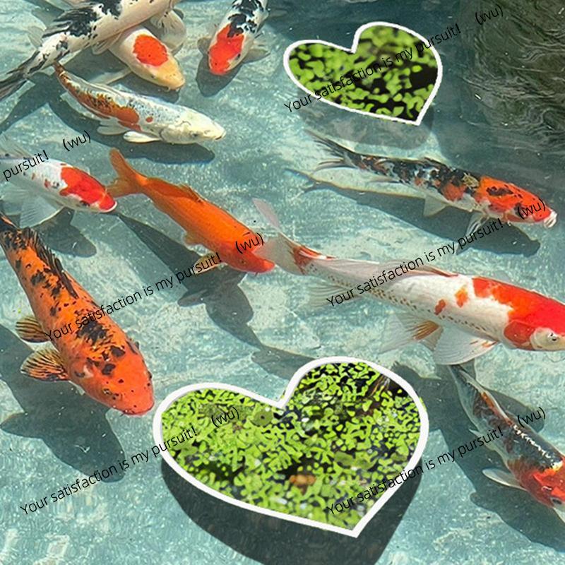 Planted Aquarium Supplies - Aquarium Floating Plant Rings Fish Feeding