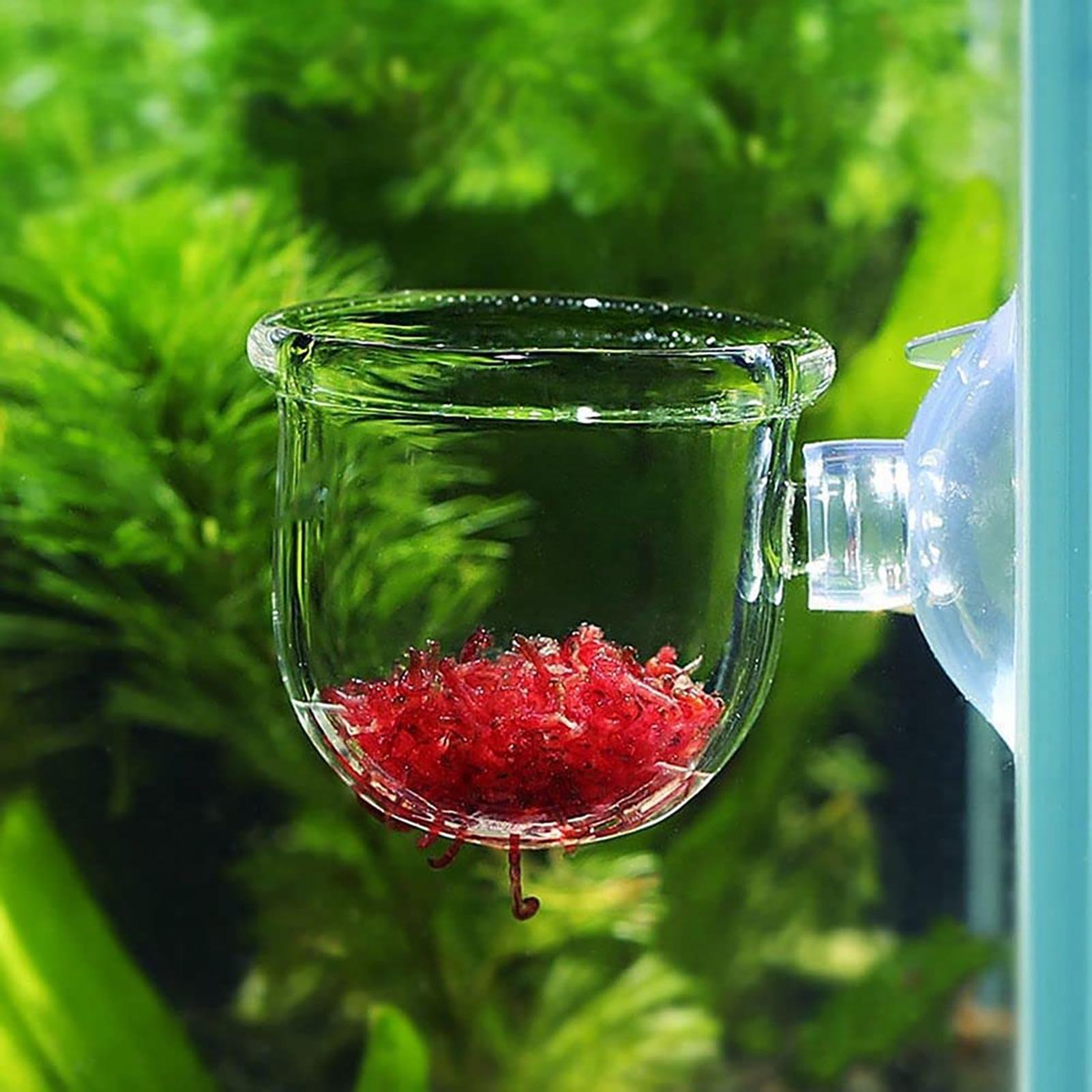 Aquarium Plant Pot Glass Cylin - Aquarium Planted Seeds 评论和价格