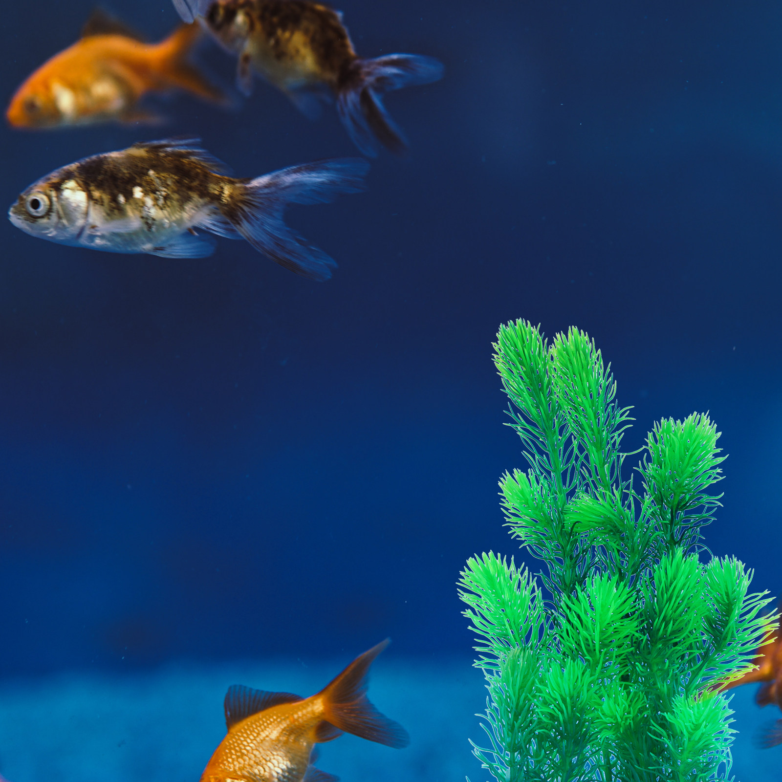 1Pcs Realistic Fake Fish Tank  - Planted Aquarium Supplies 评论和价格