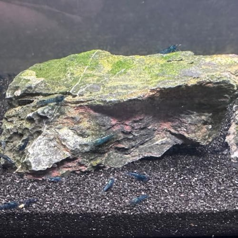 Aquarium Sand, 0 Fish Tank San - Planted Aquarium With Gravel 评论和价格