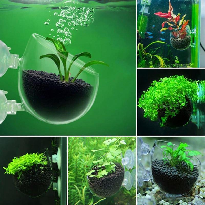 Aquarium Plant Pot Glass Cylin - Aquarium Planted Seeds 评论和价格