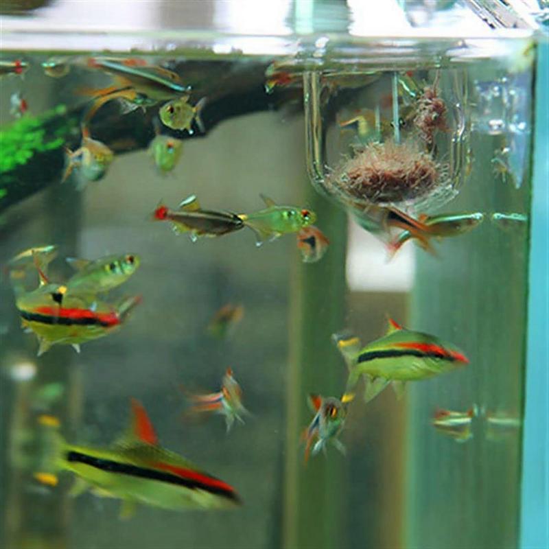 Aquarium Plant Pot Glass Cylin - Aquarium Planted Seeds 评论和价格