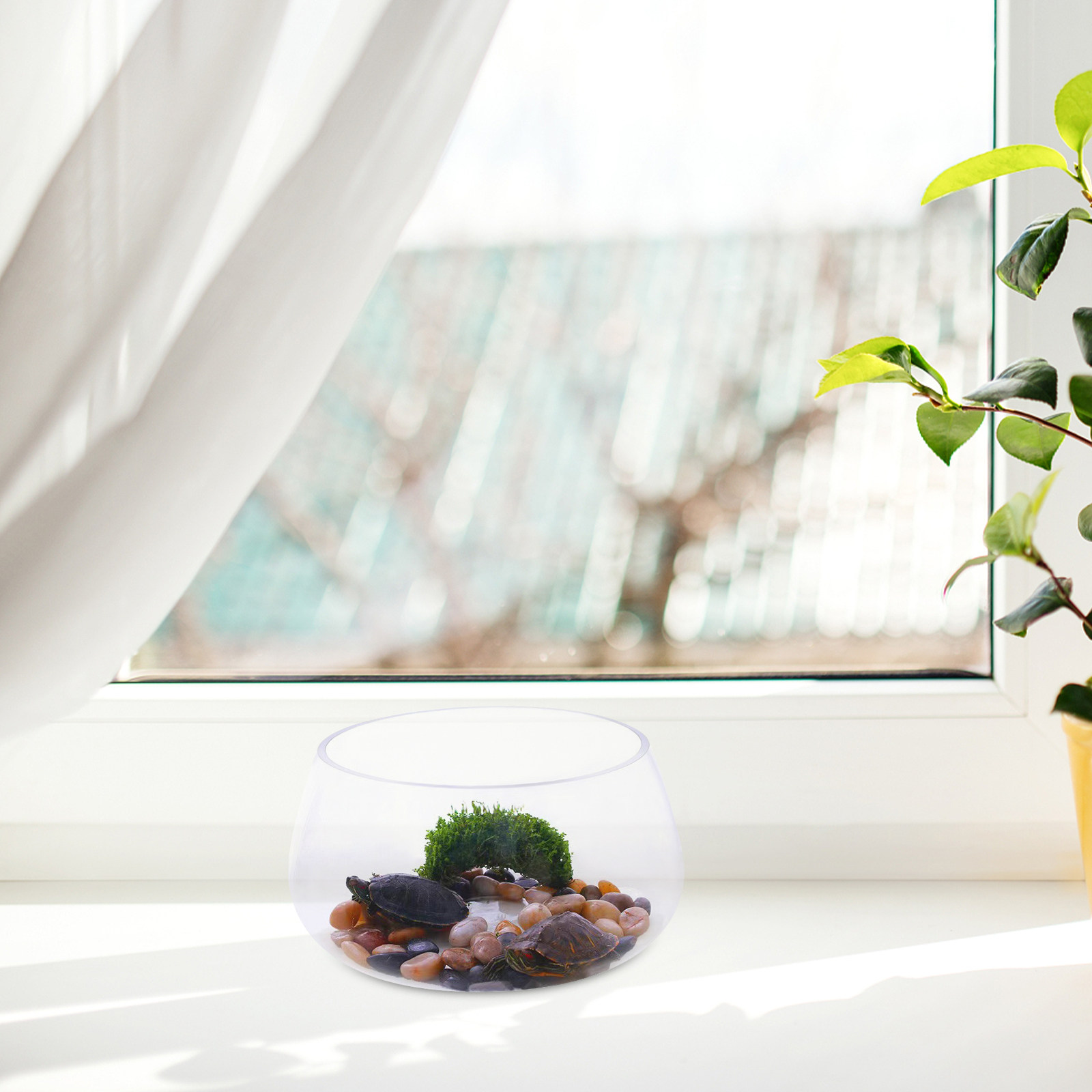 Round Mini Aquarium Tank Clear - Planted Aquarium Mini 评论和价格