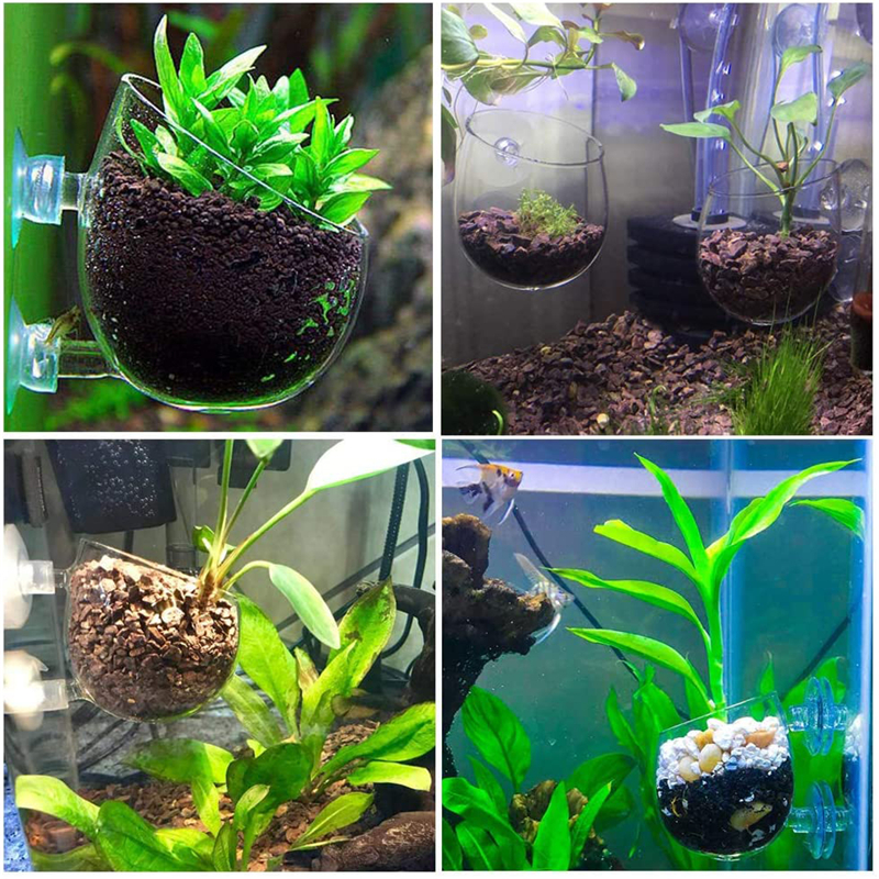 New Aquarium Plant Pot Glass C - Aquarium Planted Seeds 评论和价格