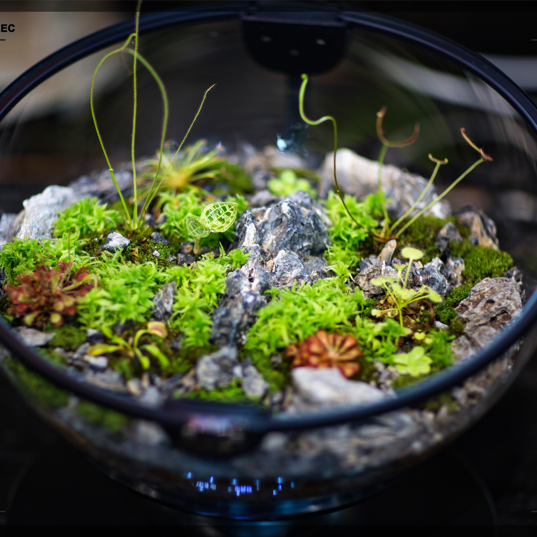 Hot Sales Acrylic Material  Ba - Planted Aquarium Equipment 评论和价格