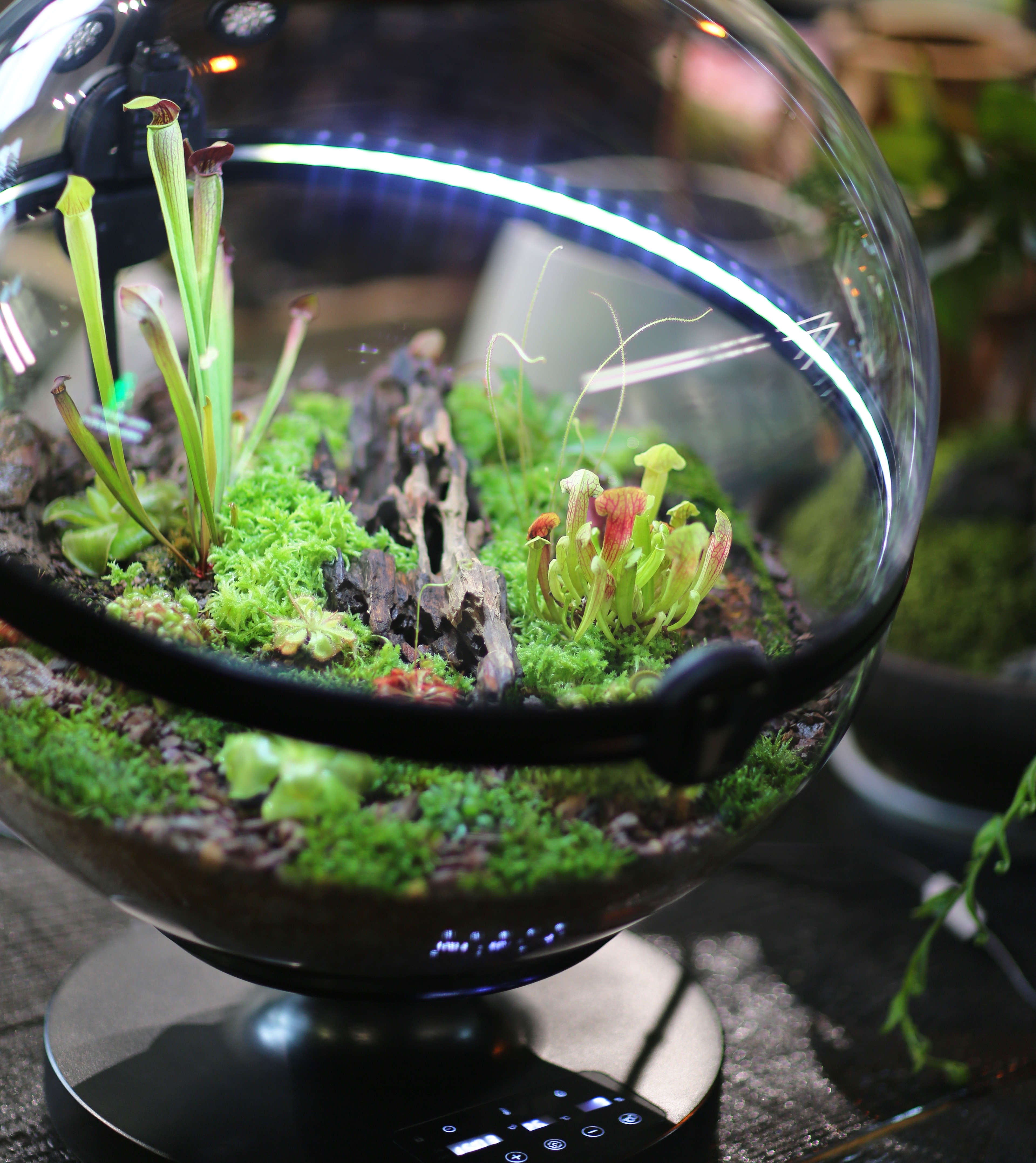 Hot Sales Acrylic Material  Ba - Planted Aquarium Equipment 评论和价格