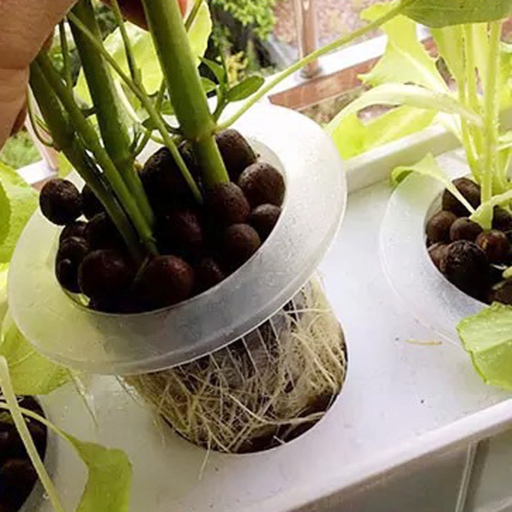 10/50pcs Garden Supplies Aquar - Aquarium Planted Seeds 评论和价格