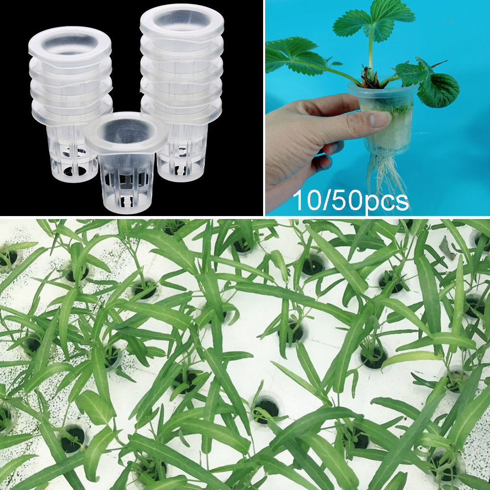 10/50pcs Garden Supplies Aquar - Aquarium Planted Seeds 评论和价格