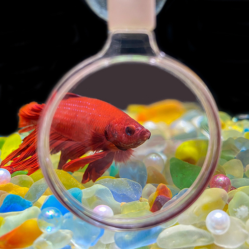 Acrylic Suction Cup Aquarium M - Planted Aquarium Equipment 评论和价格