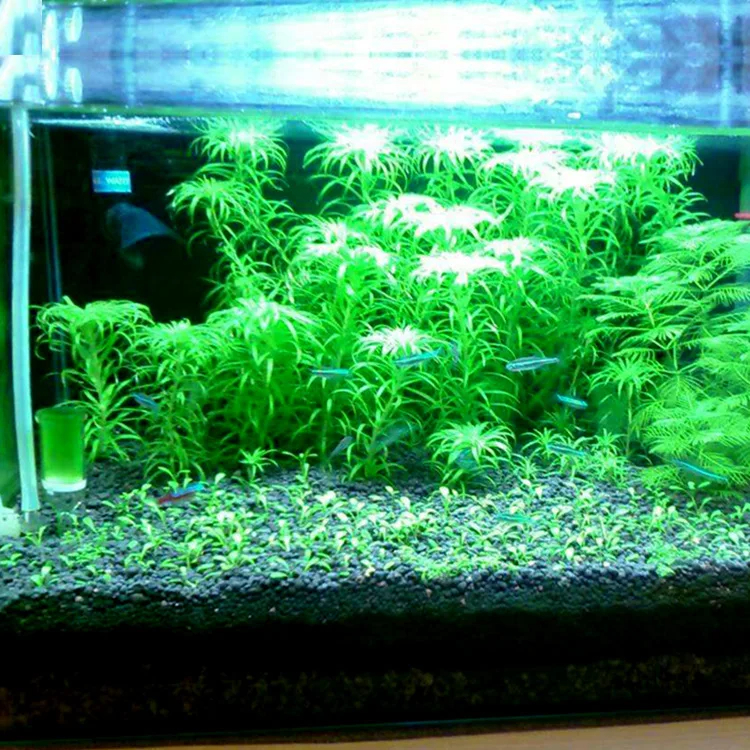 Fish Tank Water Grass Mud Plan - Aquarium Planted Seeds 评论和价格