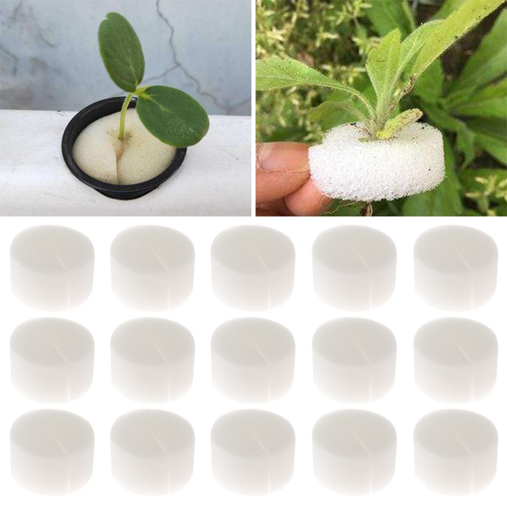 10/50pcs Durable Planting Aqua - Aquarium Planted Seeds 评论和价格
