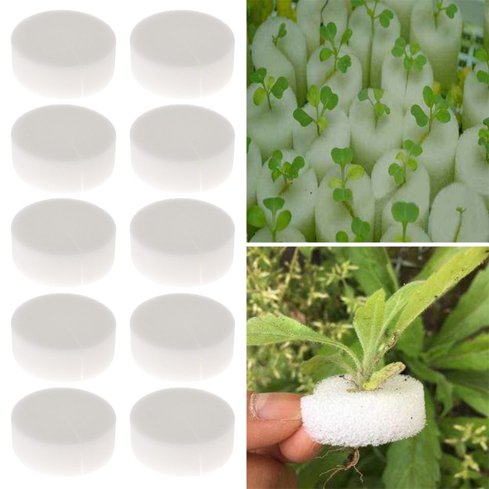 10/50pcs Durable Planting Aqua - Aquarium Planted Seeds 评论和价格