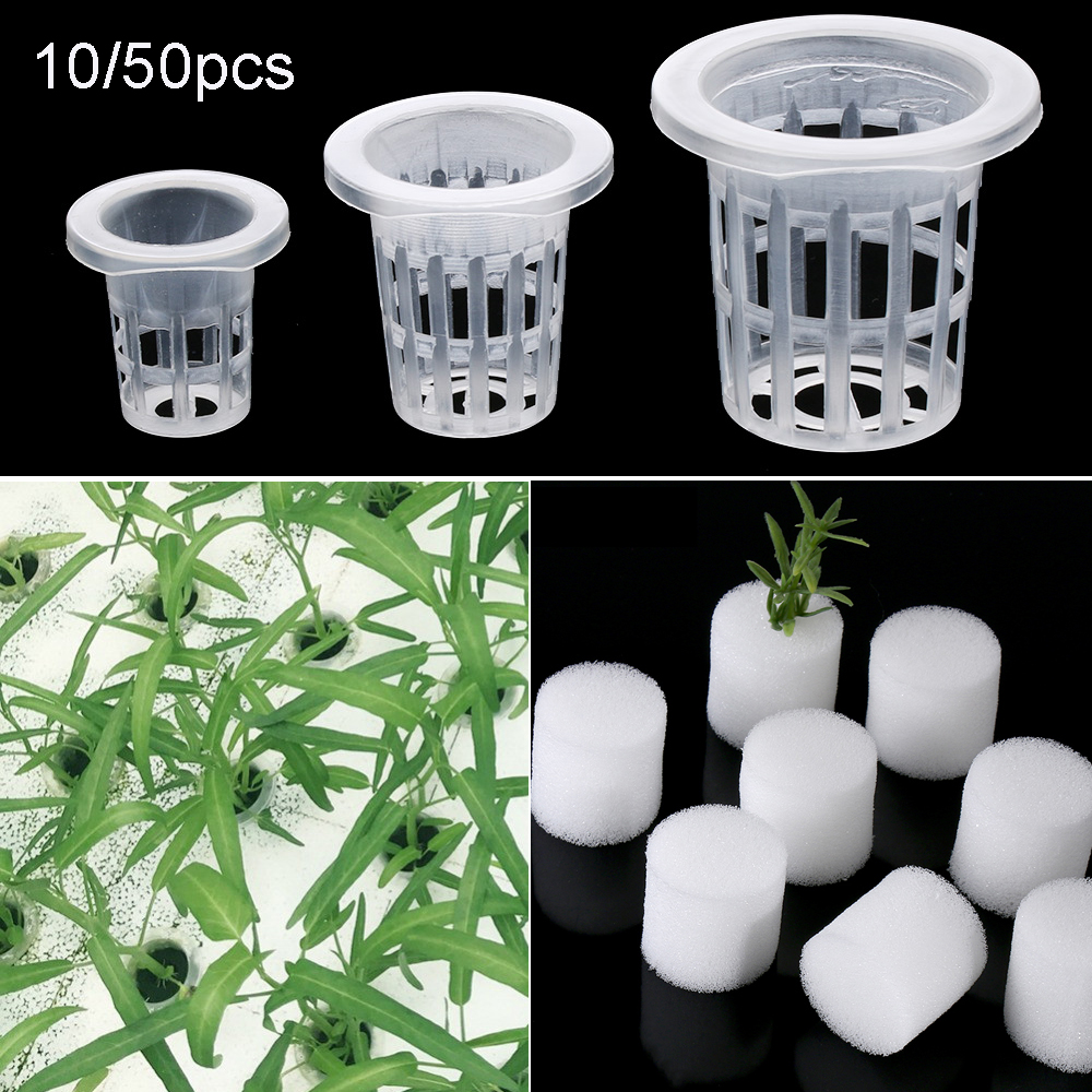 10/50pcs Garden Supplies Plant - Aquarium Planted Seeds 评论和价格